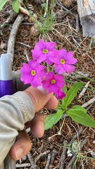 Primula rusbyi