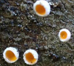 Lachnellula resinaria