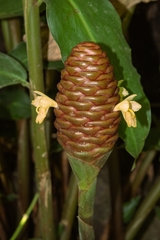 Zingiber ottensii