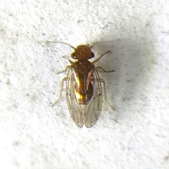 Ectopsocopsis cryptomeriae
