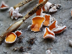 Lachnellula resinaria