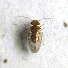 Ectopsocopsis cryptomeriae