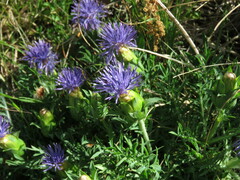 Carthamus mitissimus