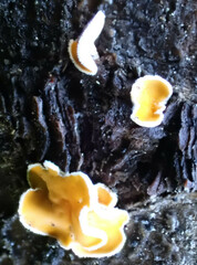 Lachnellula resinaria