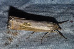 Ancylolomia chrysographellus