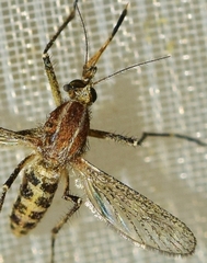 Aedes caspius