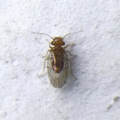 Ectopsocopsis cryptomeriae