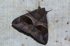Dysgonia angularis