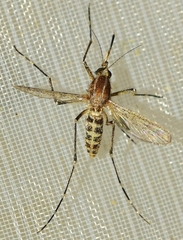 Aedes caspius