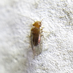 Ectopsocopsis cryptomeriae