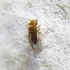 Ectopsocopsis cryptomeriae