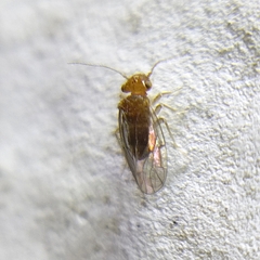 Ectopsocopsis cryptomeriae