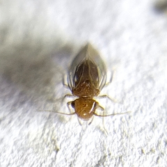 Ectopsocopsis cryptomeriae