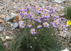 Erigeron pinnatisectus