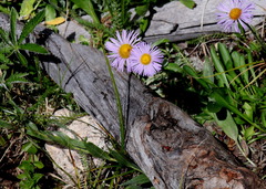 Erigeron pinnatisectus