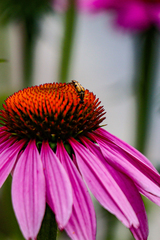 Strangalia luteicornis