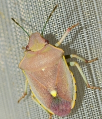 Brachynema cinctum