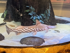 Brachyplatystoma
