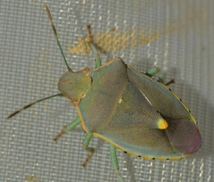 Brachynema cinctum