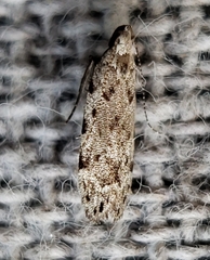Anacampsis conclusella