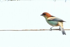 Stilpnia peruviana