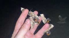 Dudusa sphingiformis