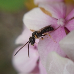Halictus tumulorum