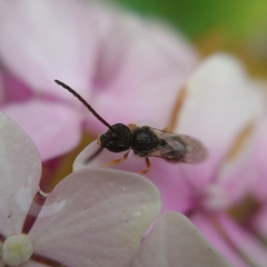 Halictus tumulorum