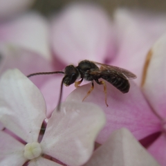 Halictus tumulorum