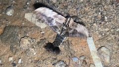 Dudusa sphingiformis