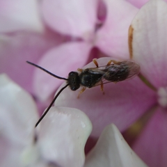 Halictus tumulorum