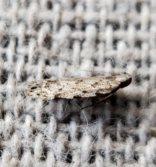 Anacampsis conclusella