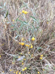 Solanum elaeagnifolium