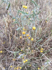 Solanum elaeagnifolium