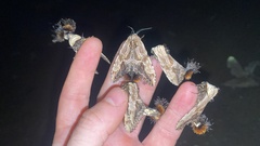 Dudusa sphingiformis