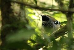 Myrmoderus squamosus