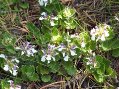 Teucrium pyrenaicum pyrenaicum