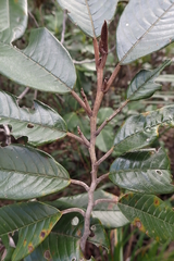 Alphitonia neocaledonica