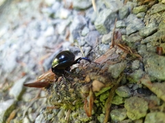 Anoplotrupes stercorosus