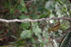 Alphitonia neocaledonica