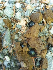 Anoplotrupes stercorosus