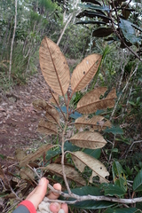 Alphitonia neocaledonica