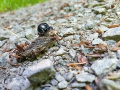Anoplotrupes stercorosus