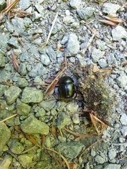 Anoplotrupes stercorosus
