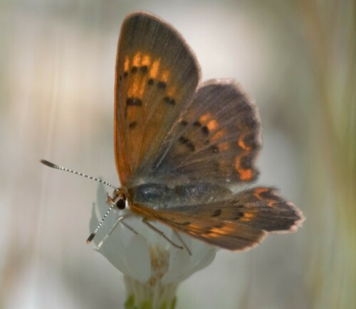 Dorcas Copper