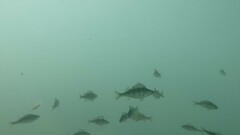 Perch photo 6