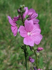 Sidalcea neomexicana