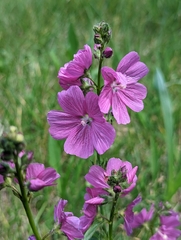 Sidalcea neomexicana