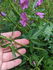 Sidalcea neomexicana