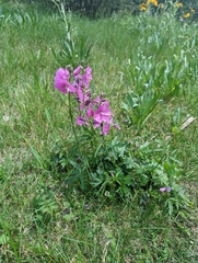 Sidalcea neomexicana